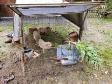 Katie with piglets