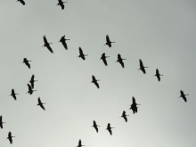 Birds silhouetted against the sky