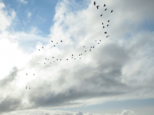 Flock of birds in the sky