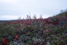 Low tundra plants and the horizon.