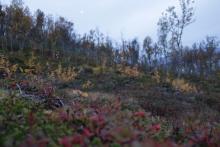 Yellow birch shrubs and trees at dawn