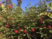 Red elderberry shrub with ripe berries