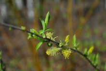 Branch with leafbuds and fuzzy flowers