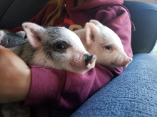 Three piglets and a person