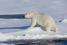 A polar bear crosses the sea ice.