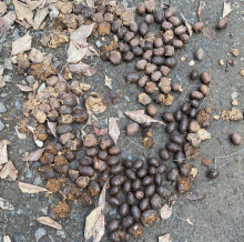 A brown pathway covered in brown nuggets of scat. 