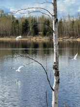 Three mew gulls fly over a lake. A white tree breaks up the scene. 