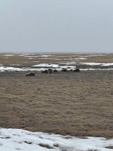 A brown field is dotted with several Musk Ox lying down. 