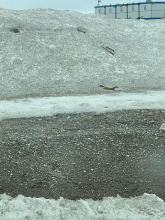 A tiny weasel in front of a wall of snow. 