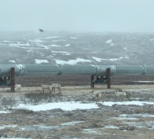 Five caribou stand in front of the pipeline. 