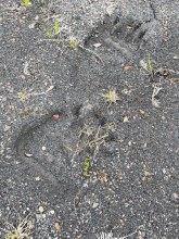 Bear tracks! 