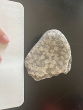 A fossilized coral sits against a black background. 