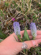 A purple flower against a green background. 