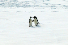 Penguins Holding Hands