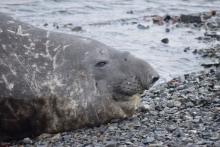 Male elephant seal, photo credit: Linna Neidel, ASC