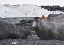 Two male elephant seals on Edwards Island #4, Antarctica