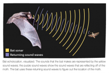 The process of echolocation in bats (image from the Arizona State University "Ask a Biologist" website)