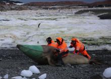 Researchers restrain an elephant seal with a head bag so that a sedative can be injected (Permit FCO No. 03/2019-20)