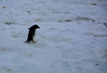 An Adélie penguin on Edwards Island #4 in the Amundsen Sea