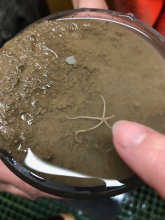 Brittle star in sediment sample