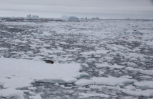 Crabeater seal on the ice in the Southern Ocean