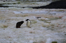 Adélie chick pursues its parent in hopes of getting some food