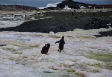 Adélie chick pursues its parent in hopes of getting some food