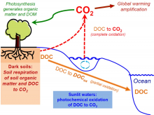 Oxidation pathways