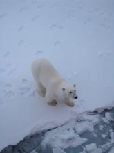 Polar bear