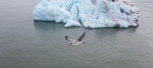 Iceberg with fulmar