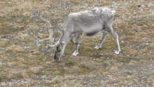 Svalbard reindeer