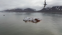 Fulmar flying over iceberg