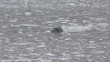 Swimming seal