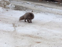 Gray Arctic Fox