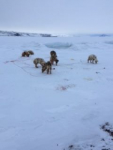 Sled Dogs