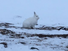 Arctic Hare