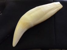 Polar Bear Tooth