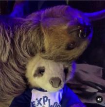 Fellow Sloth