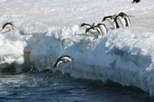 Adelie Penguins