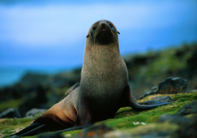 Antarctic fur seal