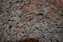 Biosolid cake with tomato sprout