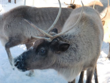 Reindeer at the UAF Reindeer Research Program