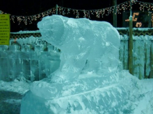 Grizzly at Ice Park