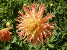 Another beautiful dahlia