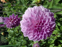 Beautiful light pink dahlia