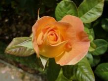 'Burma Star' rose