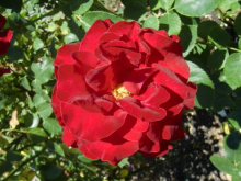 'Courage' rose