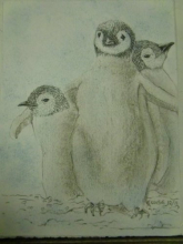 Penguin drawing