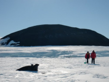 Scientists and seal at Turtle Rock