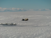 Weddell seal soaking up the sun. 